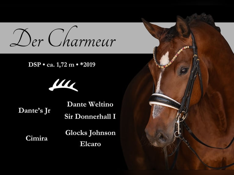 German Sport Horse Gelding 7 years 16.3 hh Bay-Dark in Wehringen