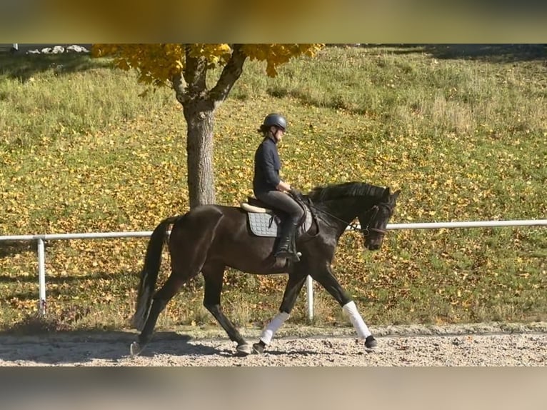 German Sport Horse Gelding 7 years 16,3 hh Bay-Dark in Haldenwang