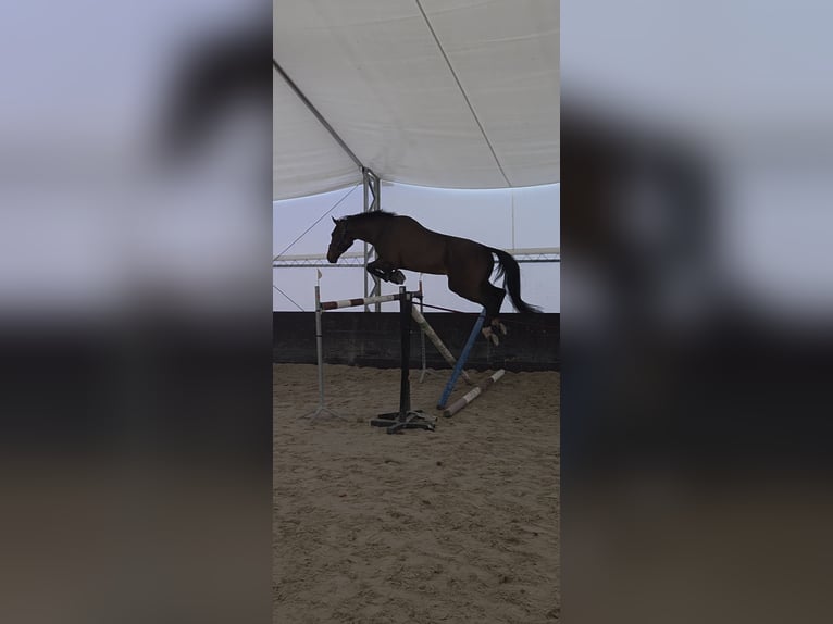 German Sport Horse Gelding 7 years 16.3 hh Bay-Dark in Kaleń-Towarzystwo