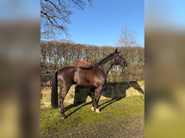 German Sport Horse Gelding 7 years 16.3 hh Black in Lengerich