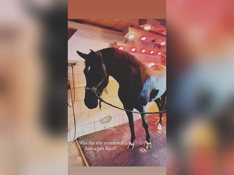 German Sport Horse Gelding 7 years 16.3 hh Black in Geislingen