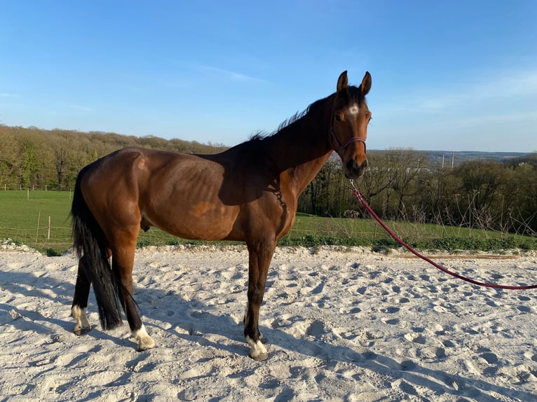German Sport Horse Gelding 7 years 16,3 hh Brown in Sambreville