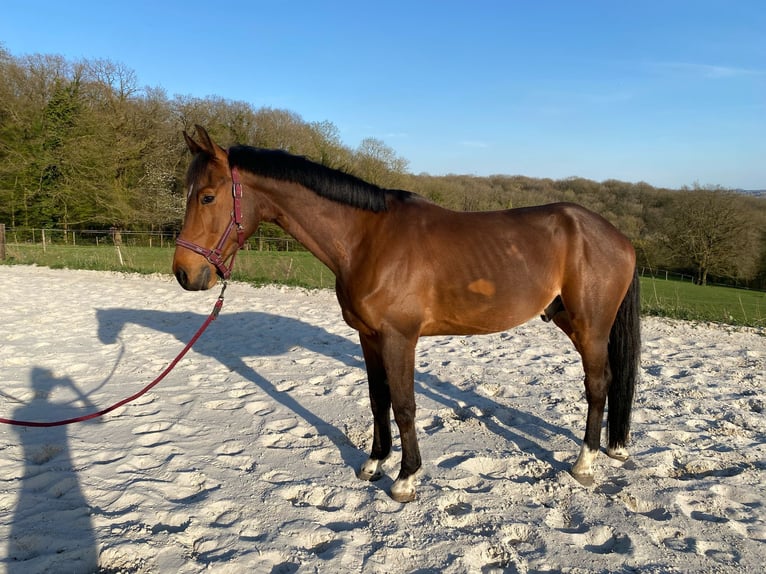 German Sport Horse Gelding 7 years 16,3 hh Brown in Sambreville