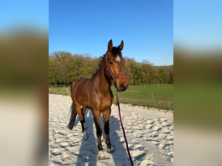 German Sport Horse Gelding 7 years 16,3 hh Brown in Sambreville