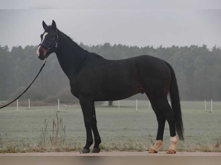 German Sport Horse Gelding 7 years 16,3 hh Brown in Wilhermsdorf