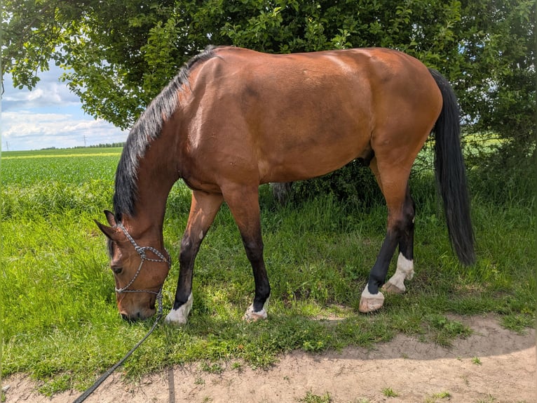 German Sport Horse Gelding 7 years 16.3 hh Brown in Weißenfels