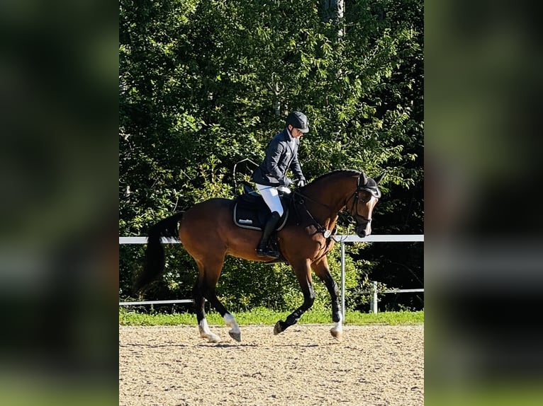 German Sport Horse Gelding 7 years 16.3 hh Brown in Königsfeld im Schwarzwald