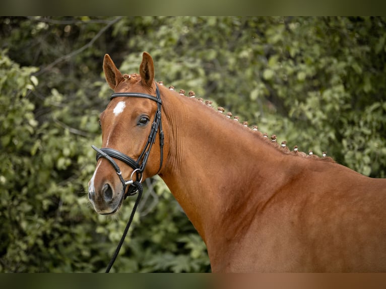 German Sport Horse Gelding 7 years 16.3 hh Chestnut-Red in RöslauRöslau
