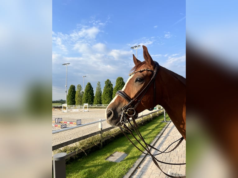 German Sport Horse Gelding 7 years 16,3 hh Chestnut-Red in M&#xFC;nchen