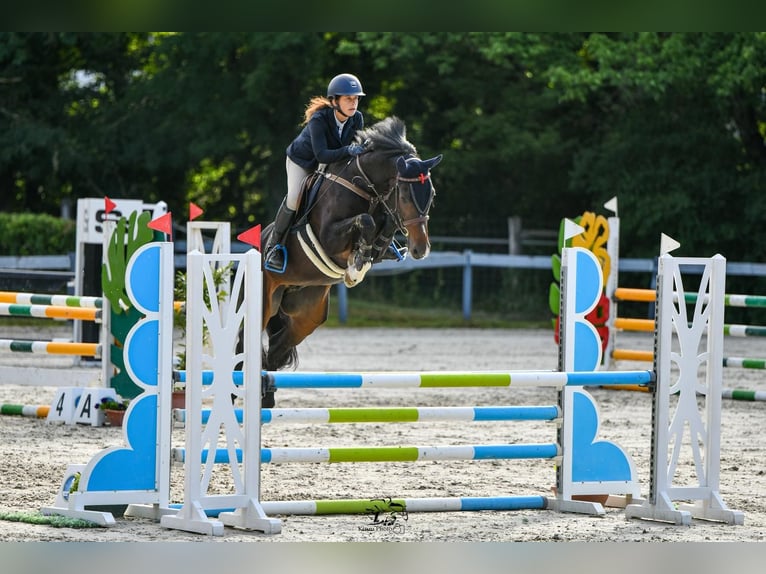 German Sport Horse Gelding 7 years 16 hh Bay-Dark in Szigethalom