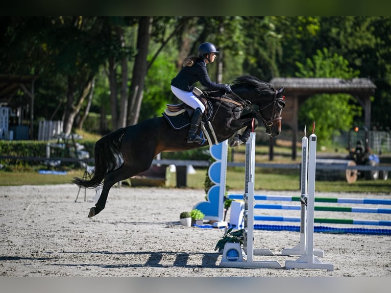 German Sport Horse Gelding 7 years 16 hh Bay-Dark in Szigethalom