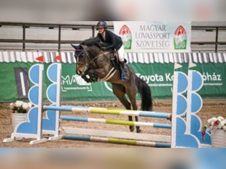 German Sport Horse Gelding 7 years 16 hh Bay-Dark in Szigethalom