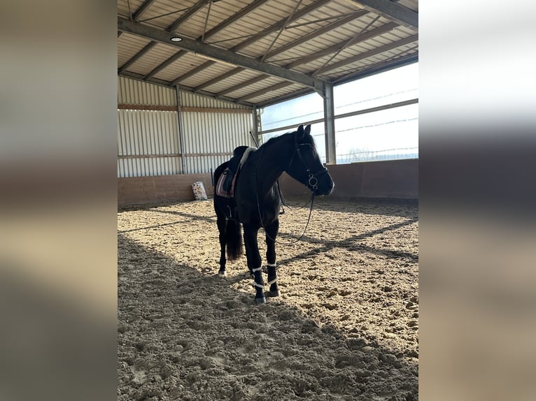 German Sport Horse Gelding 7 years 16 hh Black in Thaleischweiler-Fr&#xF6;schen