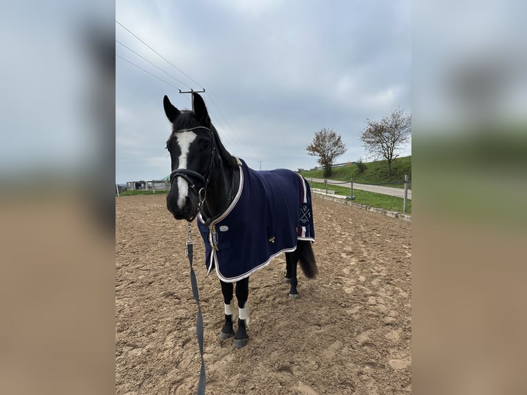 German Sport Horse Gelding 7 years 16 hh Black in Thaleischweiler-Fr&#xF6;schen