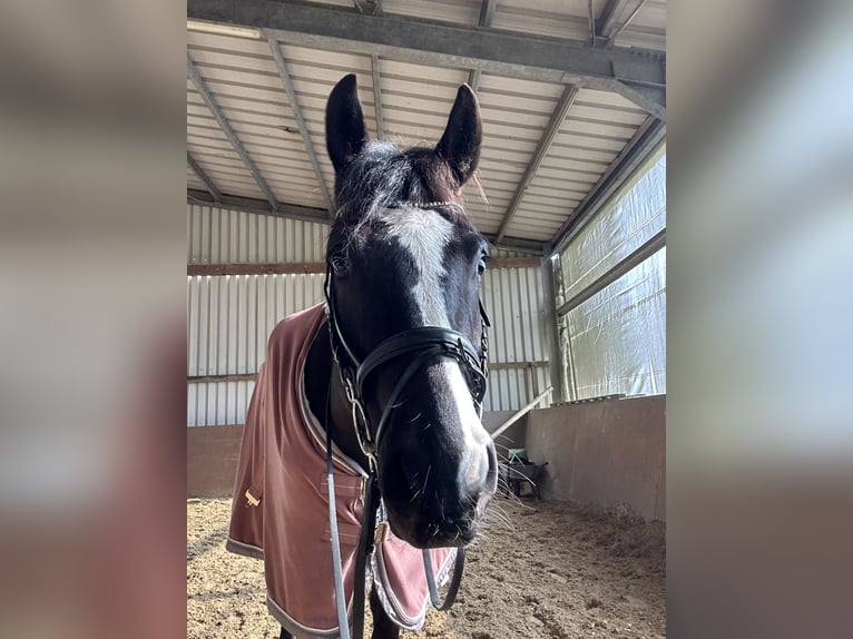 German Sport Horse Gelding 7 years 16 hh Black in Thaleischweiler-Fr&#xF6;schen