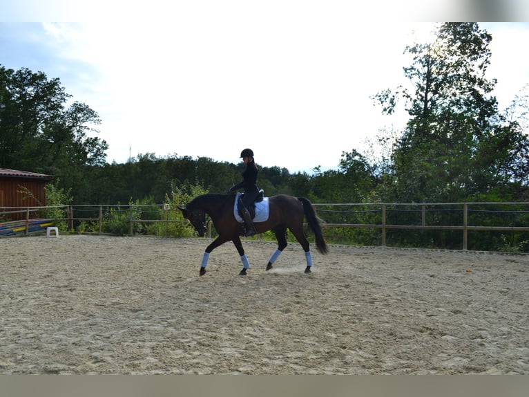 German Sport Horse Gelding 7 years 16 hh Black in Thaleischweiler-Fr&#xF6;schen