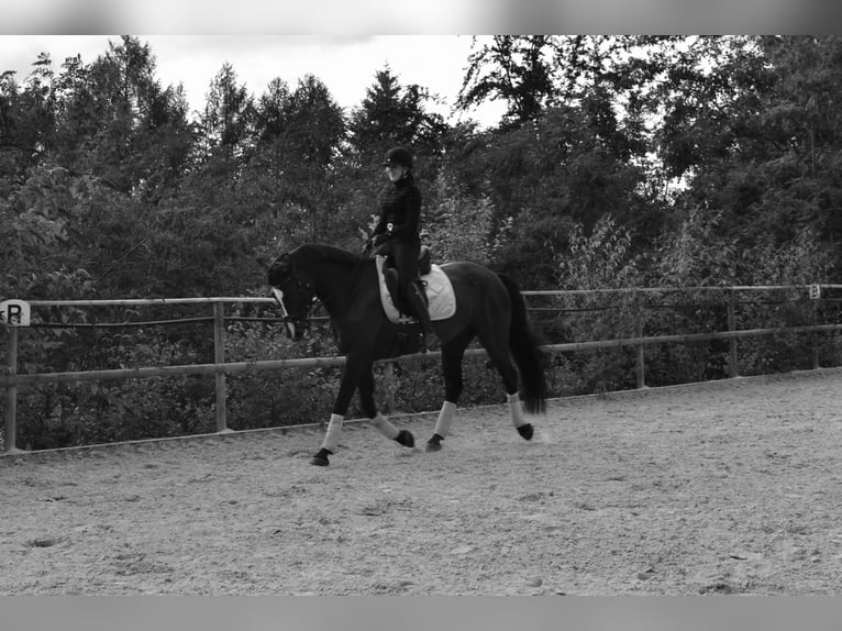 German Sport Horse Gelding 7 years 16 hh Black in Thaleischweiler-Fr&#xF6;schen