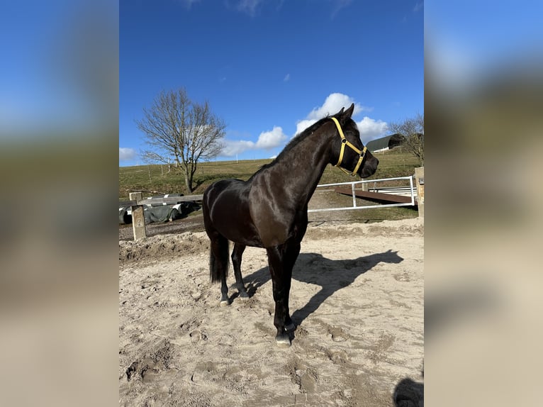 German Sport Horse Gelding 7 years 16 hh Black in Thaleischweiler-Fr&#xF6;schen