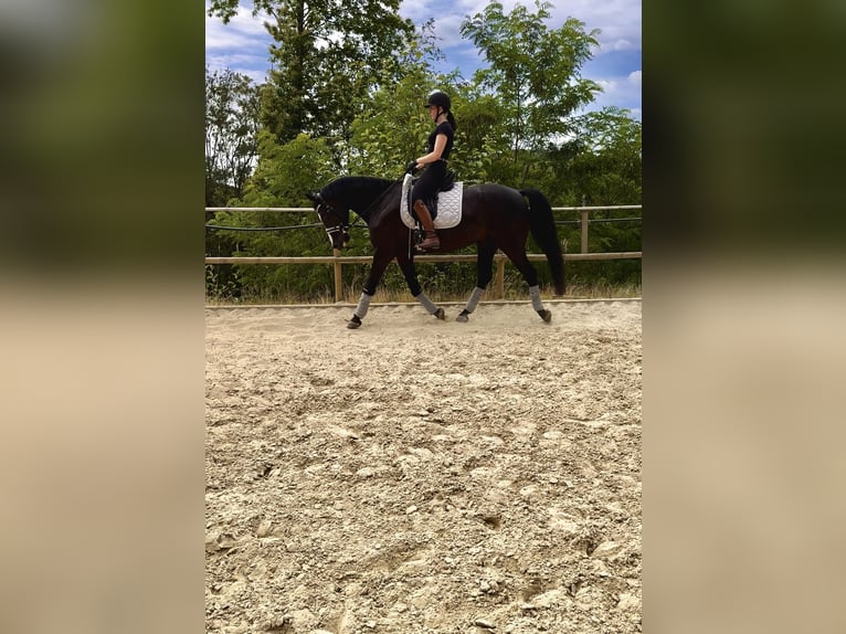 German Sport Horse Gelding 7 years 16 hh Black in Thaleischweiler-Fr&#xF6;schen