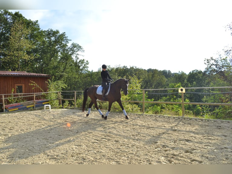 German Sport Horse Gelding 7 years 16 hh Black in Thaleischweiler-Fr&#xF6;schen