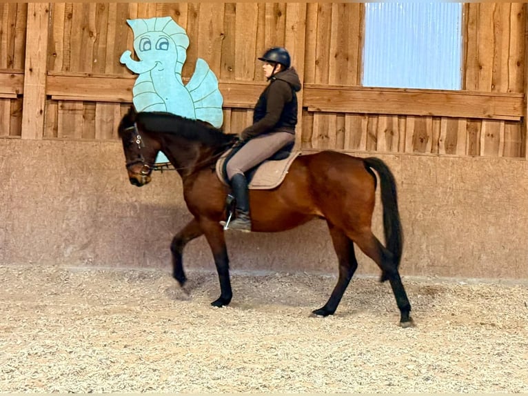 German Sport Horse Gelding 7 years 16 hh Brown in Gartz