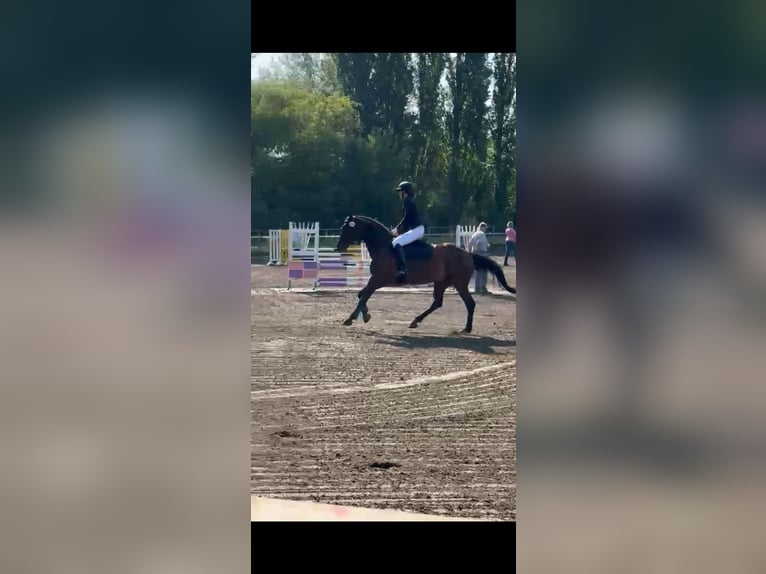 German Sport Horse Gelding 7 years 16 hh Brown in Falkensee