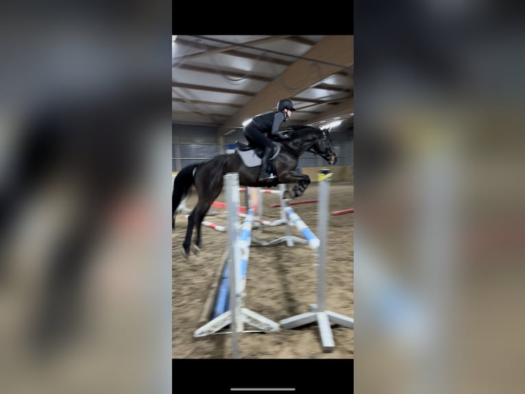 German Sport Horse Gelding 7 years 16 hh Brown in Falkensee