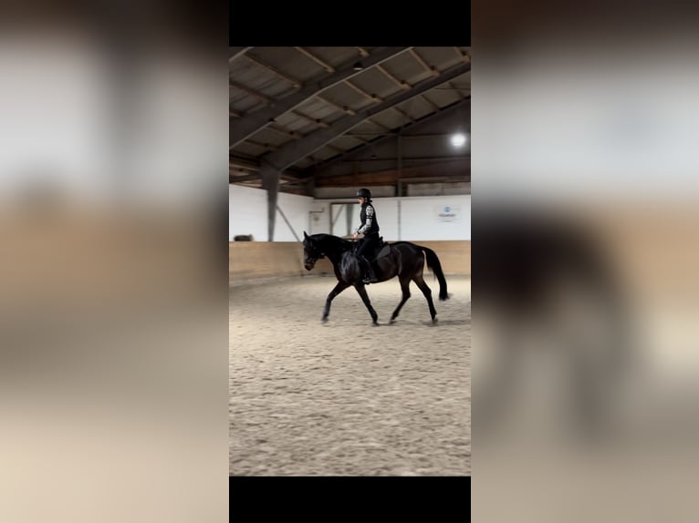 German Sport Horse Gelding 7 years 16 hh Brown in Falkensee