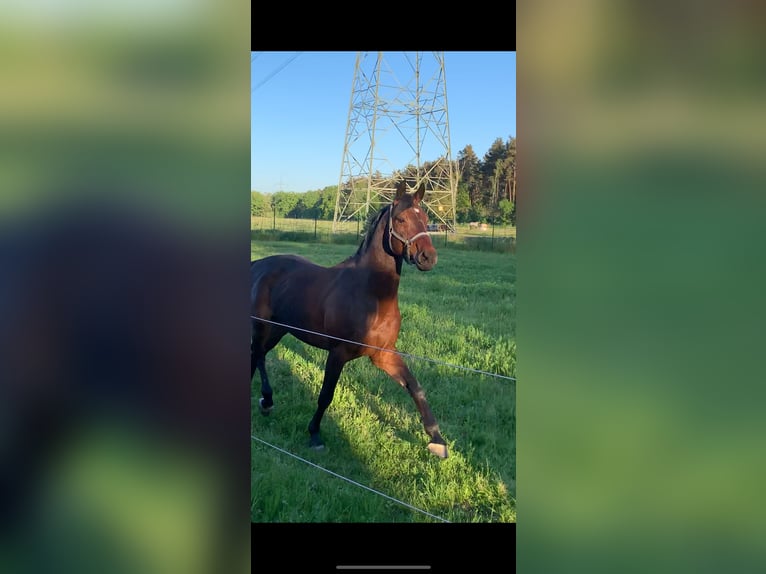 German Sport Horse Gelding 7 years 16 hh Brown in Falkensee