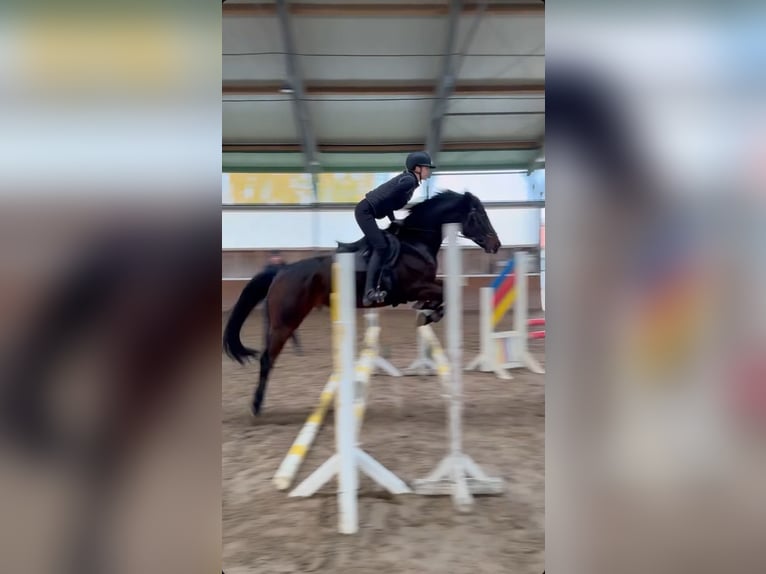 German Sport Horse Gelding 7 years 16 hh Brown in Falkensee