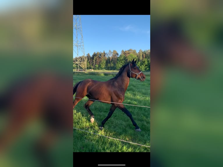 German Sport Horse Gelding 7 years 16 hh Brown in Falkensee