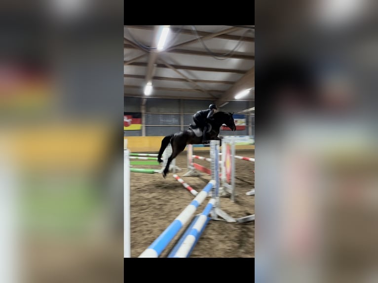 German Sport Horse Gelding 7 years 16 hh Brown in Falkensee