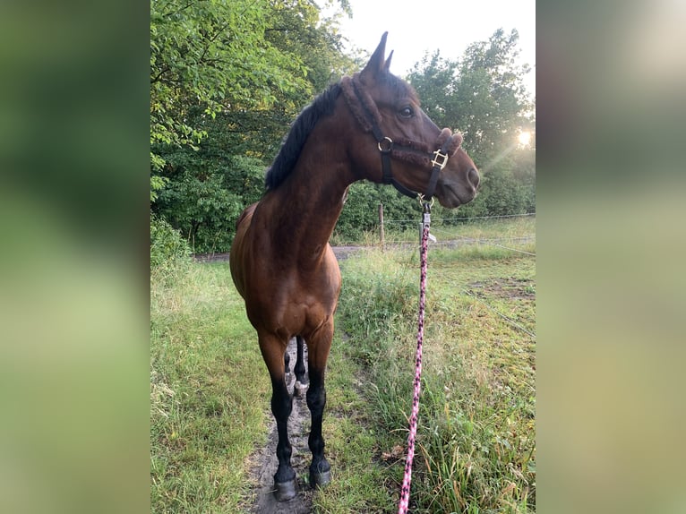 German Sport Horse Gelding 7 years 16 hh Brown in Falkensee