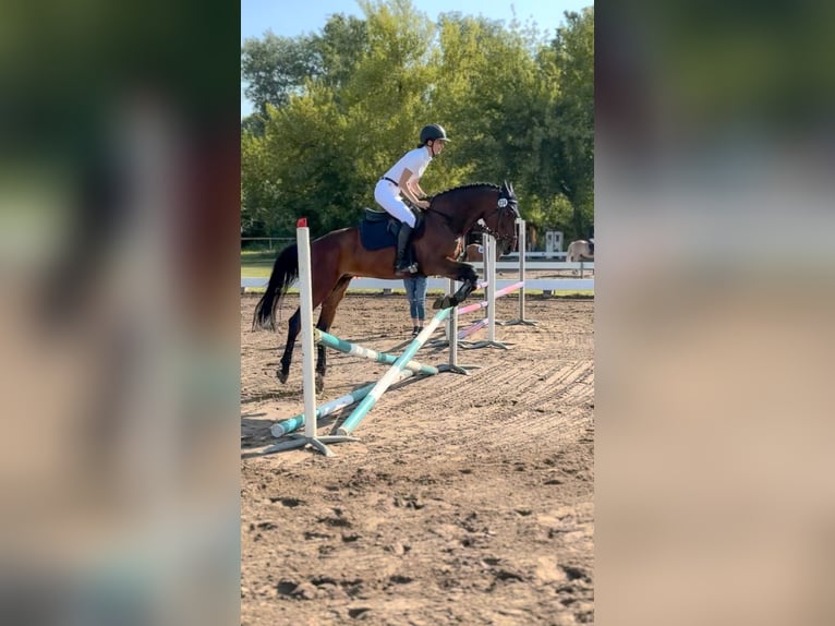German Sport Horse Gelding 7 years 16 hh Brown in Falkensee