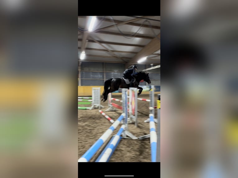 German Sport Horse Gelding 7 years 16 hh Brown in Falkensee