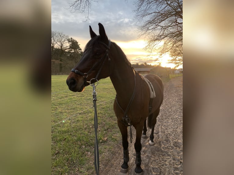 German Sport Horse Gelding 7 years 16 hh Brown in Falkensee