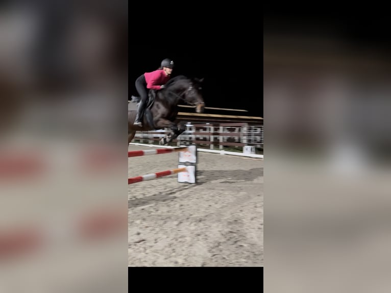 German Sport Horse Gelding 7 years 16 hh Brown in Falkensee