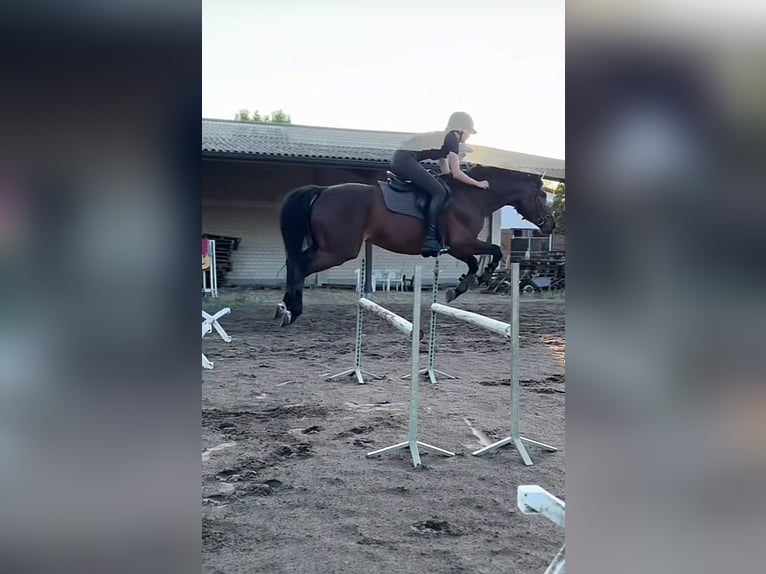 German Sport Horse Gelding 7 years 16 hh Brown in Falkensee