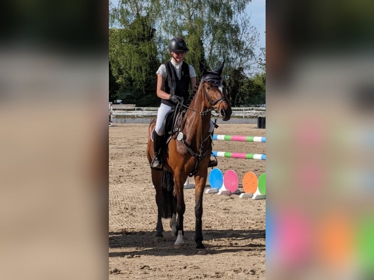 German Sport Horse Gelding 7 years 16 hh Brown in Billigheim-Ingenheim