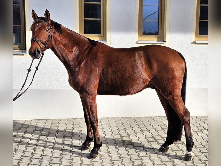 German Sport Horse Gelding 7 years 16 hh Brown in Kastl
