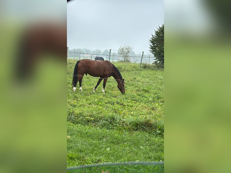 German Sport Horse Gelding 7 years 16 hh Brown in Weilheim in Oberbayern