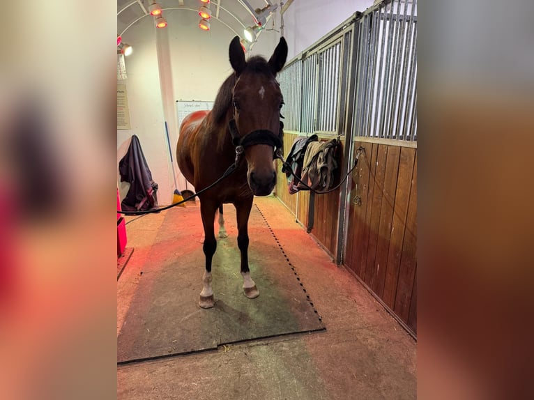 German Sport Horse Gelding 7 years 16 hh Brown in Weilheim in Oberbayern