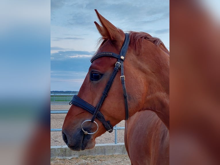 German Sport Horse Gelding 7 years 16 hh Chestnut in Karlsfeld