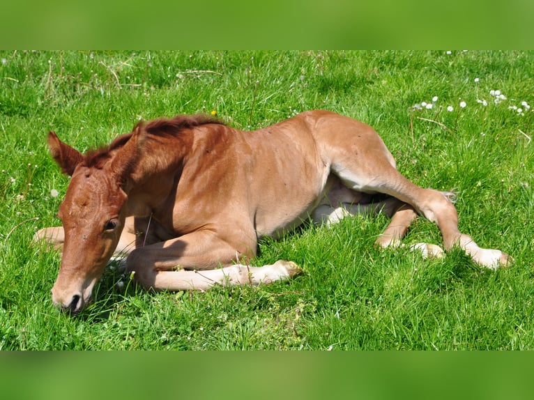 German Sport Horse Gelding 7 years 16 hh Chestnut in Karlsfeld