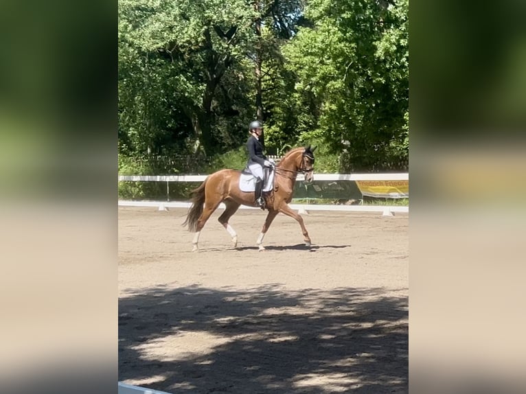 German Sport Horse Gelding 7 years 16 hh Chestnut in Roßdorf