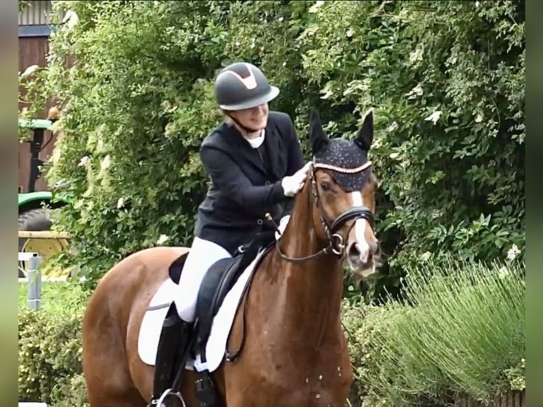 German Sport Horse Gelding 7 years 16 hh Chestnut in Roßdorf