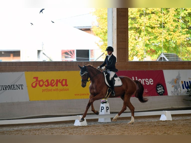 German Sport Horse Gelding 7 years 16 hh Chestnut-Red in Finsing