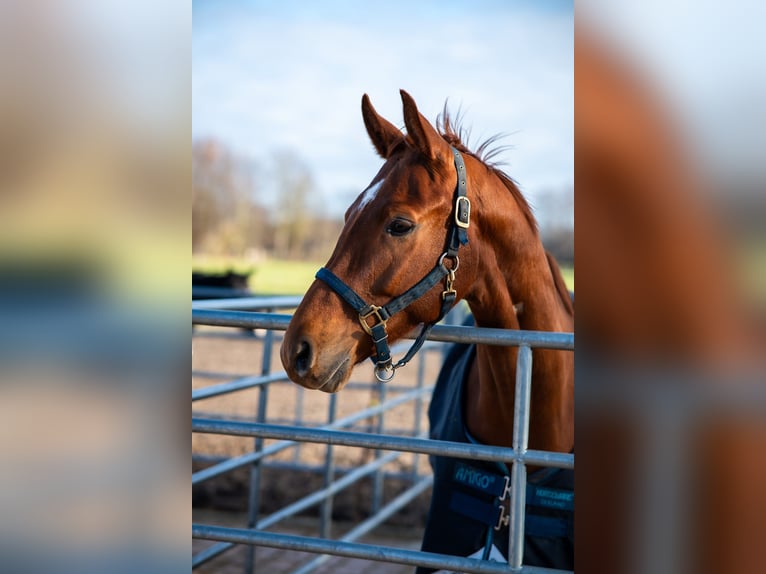 German Sport Horse Gelding 7 years 16 hh Chestnut-Red in Finsing