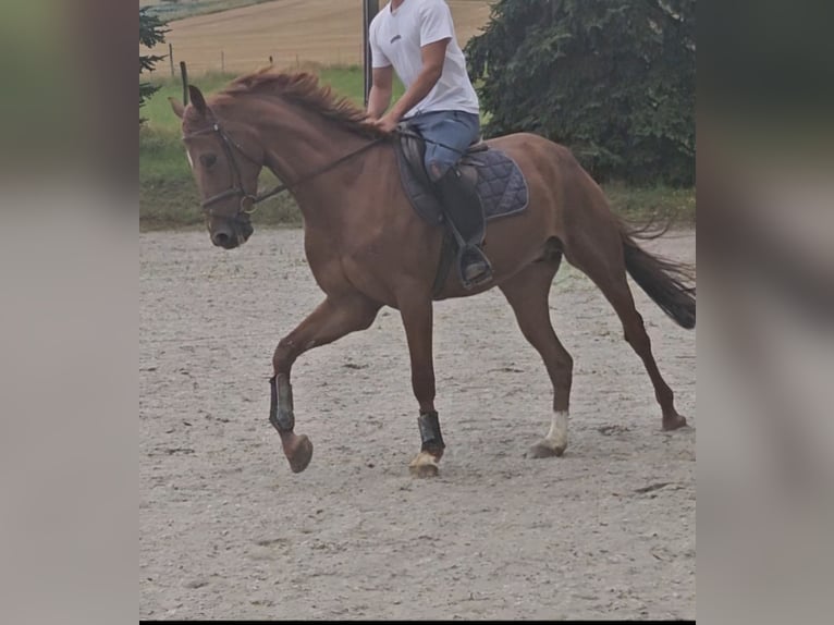 German Sport Horse Gelding 7 years 16 hh Chestnut-Red in Fritzlar