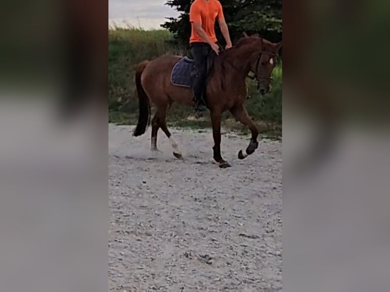 German Sport Horse Gelding 7 years 16 hh Chestnut-Red in Fritzlar